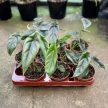 Alocasia venusta
