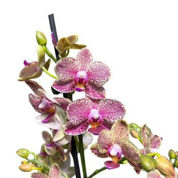 Phalaenopsis Sogo 'Pikachu'