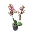 Phalaenopsis Sogo 'Pikachu'