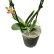 Phalaenopsis Sogo 'Pikachu'