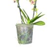 Phalaenopsis Sogo 'Pikachu'