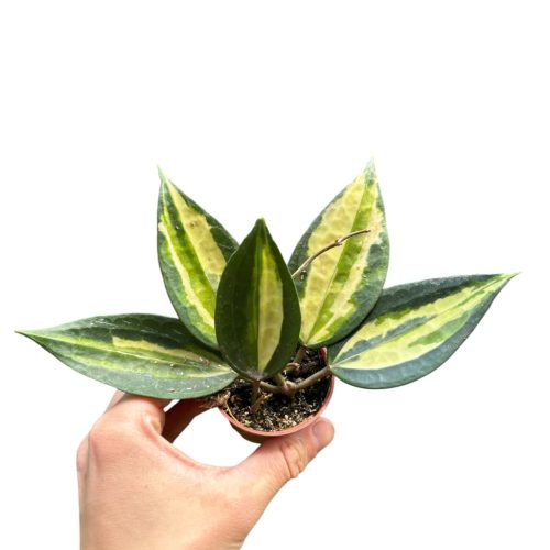 Hoya latifolia ‘Pot of Gold’ (leértékelt)