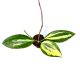 Hoya latifolia ‘Pot of Gold’