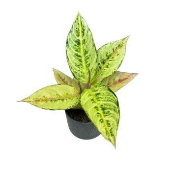 Aglaonema 'Chartreuse Pretty'