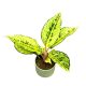 Aglaonema 'Chartreuse Pretty'