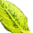 Aglaonema 'Chartreuse Pretty'