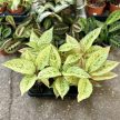 Aglaonema 'Chartreuse Pretty'