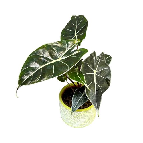 Alocasia longiloba 'Dragon's Tooth' (leértékelt)