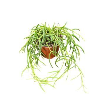 Hoya linearis (8 cm)