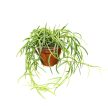 Hoya linearis (8 cm)
