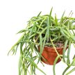 Hoya linearis (8 cm)