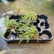 Hoya linearis (8 cm)
