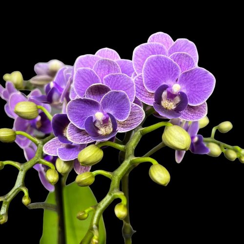 Phalaenopsis 'Violet Queen' (Exclusivo)