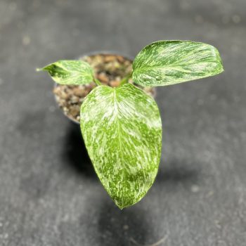   Philodendron 'Jose Buono' 3. (Grower's Select)