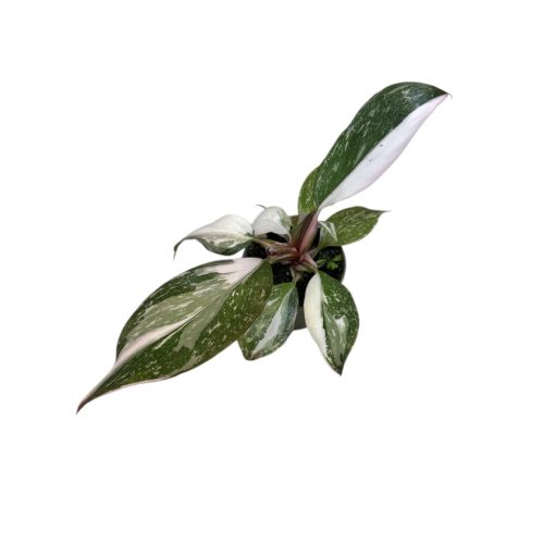 Philodendron 'Red Anderson Variegata' mini (leértékelt)
