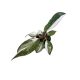 Philodendron 'Red Anderson Variegata' mini (leértékelt)
