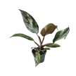 Philodendron 'Red Anderson Variegata' mini (Inplanted)