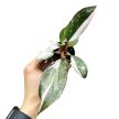 Philodendron 'Red Anderson Variegata' mini (Inplanted)