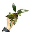 Philodendron 'Red Anderson Variegata' mini (Inplanted)