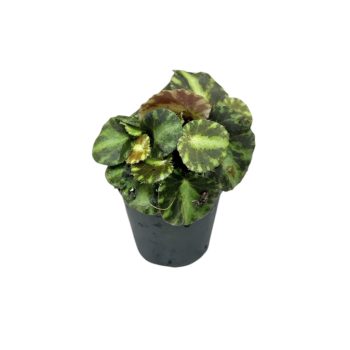 Begonia cleopatrae (mini)