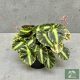 Begonia cleopatrae (Inplanted)