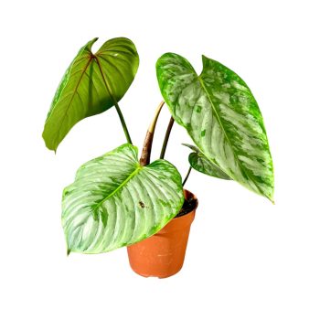 Philodendron sodiroi