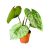 Philodendron sodiroi