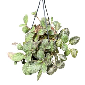 Episcia 'Pink Panther' (Grower's Select)