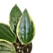 Hoya latifolia 'Variegata' (Inplanted)