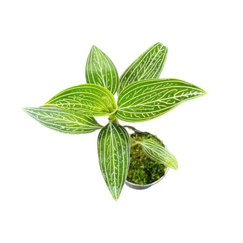 Ludisia discolor var. alba (Inplanted) - Ékszerorchidea