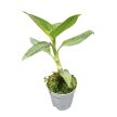 Ludisia discolor var. alba (Inplanted) - Ékszerorchidea