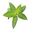 Ludisia discolor var. alba (Inplanted) - Ékszerorchidea