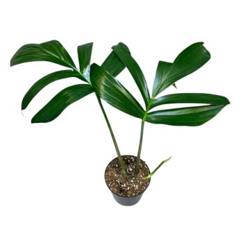 Rhaphidophora decursiva (Inplanted)