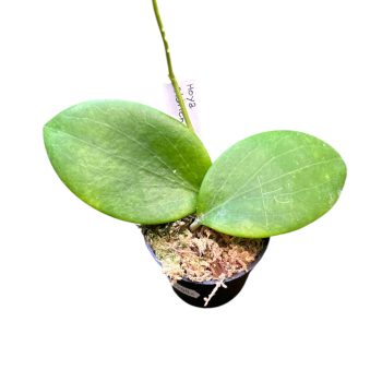 Hoya aldrichii (Inplanted)