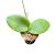 Hoya aldrichii (Inplanted)