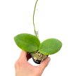 Hoya aldrichii (Inplanted)
