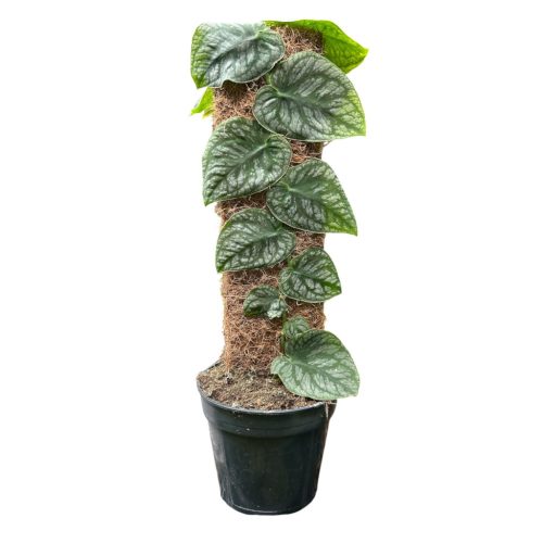Monstera dubia