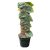 Monstera dubia