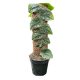 Monstera dubia