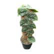 Monstera dubia