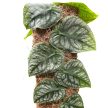 Monstera dubia