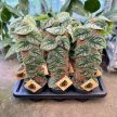 Monstera dubia