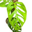 Monstera epipremnoides 'Esqueleto' (Inplanted)