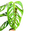 Monstera epipremnoides 'Esqueleto' (Inplanted)