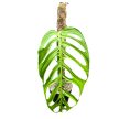 Monstera epipremnoides 'Esqueleto' (Inplanted)