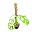 Monstera epipremnoides 'Esqueleto' (Inplanted)