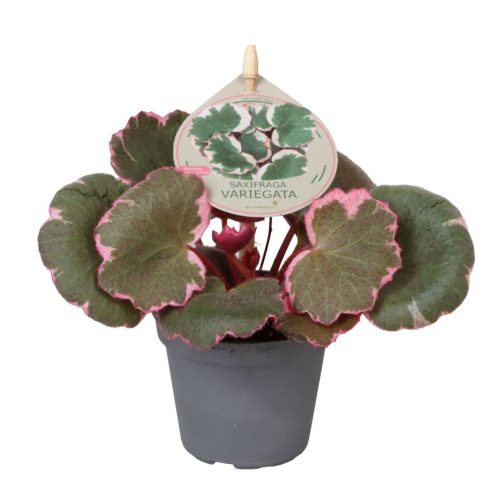 Saxifraga stolonifera 'Variegata' (mini)