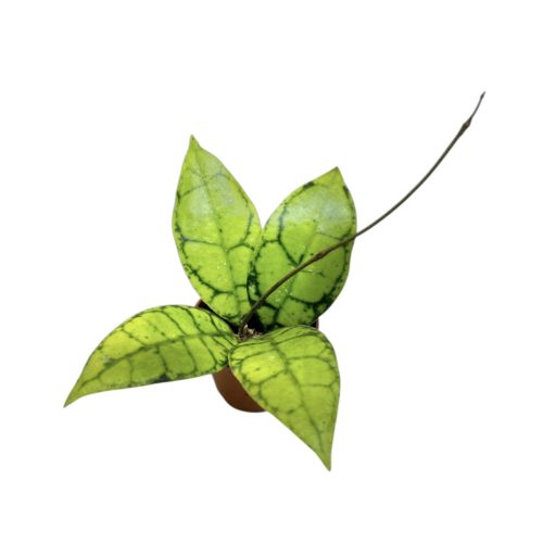 Hoya callistophylla mini (Inplanted)