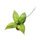 Hoya callistophylla mini (Inplanted)