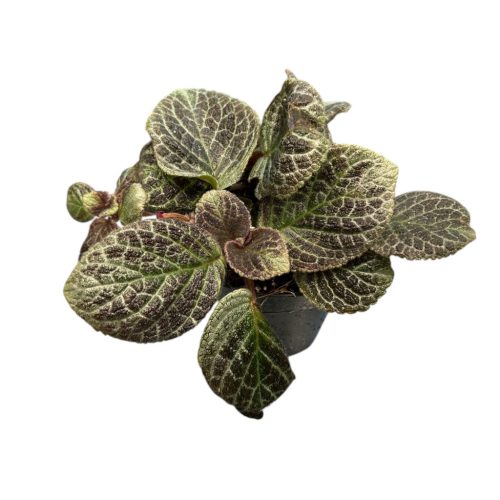 Episcia cupreata 'Tierra Tortuga' 